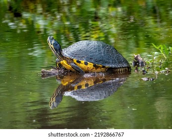 Yellow Bellied Slider Turtle Standing In A Small Pond