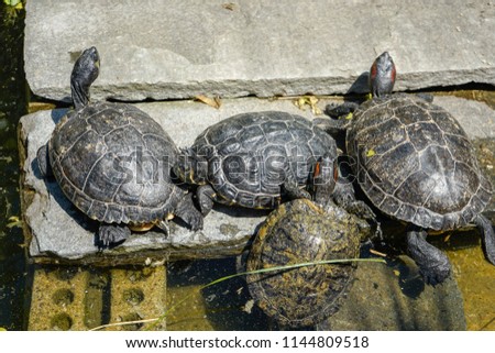 Yellow Bellied Sliders, Trachemys scripta, group close up view