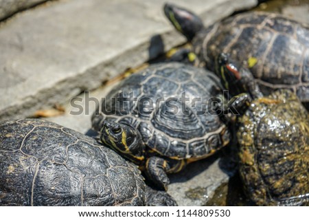 Yellow Bellied Sliders, Trachemys scripta, group close up view