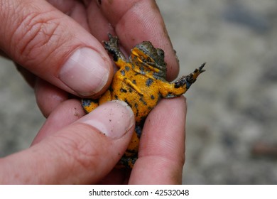 Yellow Bellied Toad