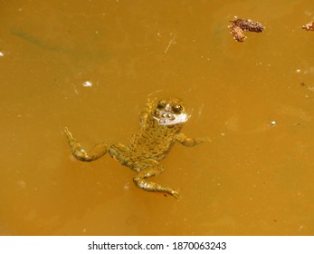 Yellow Bellied Toad, Bombina Variegata,