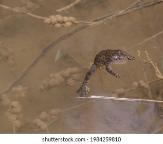 Yellow Bellied Toad In A Ditch