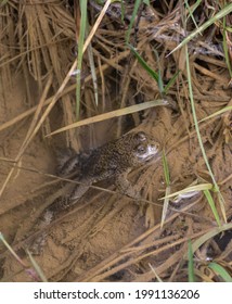 Yellow Bellied Toad In A Ditch