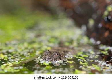 Yellow Bellied Toad In The Water