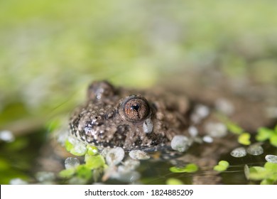 Yellow Bellied Toad In The Water