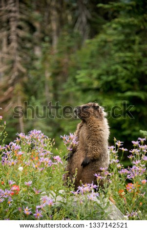 Yellow belly marmot, rock chuck, wild animals, rodant, mt. rainer national park, wildflowers, 