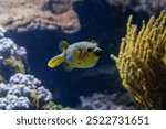 Yellow belly pufferfish in the coral reef