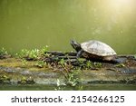 The yellow belly slider is stretching its neck (Trachemys scripta scripta) Sleeping on a log in a canal in the jungle of Thailand, a land and water turtle belonging to family Emydidae                 