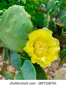 YELLOW BIG CACTUS FLOWER IN THE GARDEN