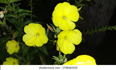 Yellow Big Evening Primrose Flower On Black Background