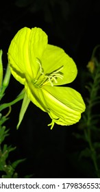 Yellow Big Evening Primrose Flower On Black Background