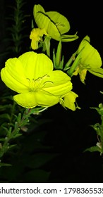 Yellow Big Evening Primrose Flower On Black Background