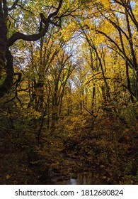 Yellow Bigleaf Maple Forest In Autumn