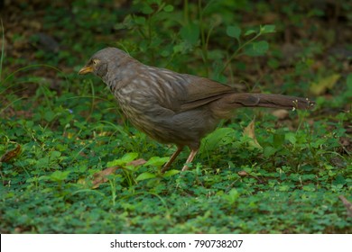Yellow billed babbler