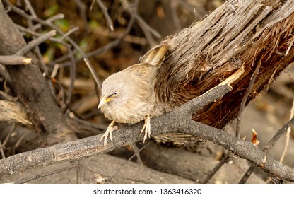Yellow billed babbler (Argya affinis), Bharatpur Bird Sanctuary