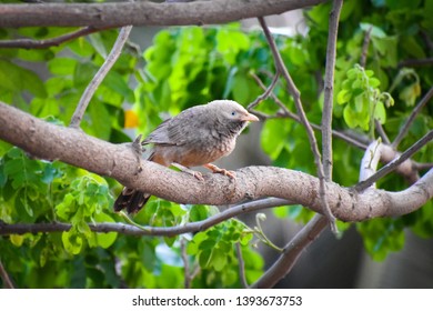 yellow billed babbler bird sitting on tree