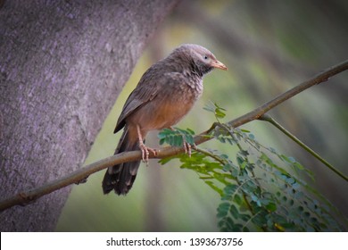 yellow billed babbler bird sitting on tree