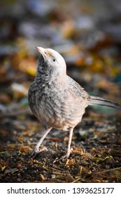 yellow billed babbler bird standing and looking for ant prey
