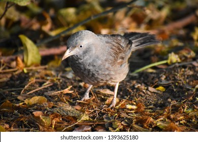 yellow billed babbler bird standing and looking for ant prey
