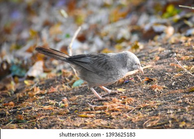 yellow billed babbler bird standing and looking for ant prey