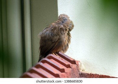 Yellow billed babbler couples on the roof