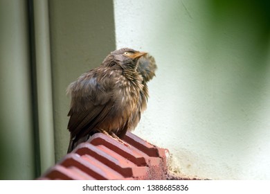 Yellow billed babbler couples on the roof