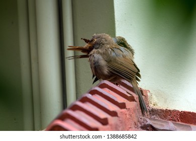 Yellow billed babbler couples on the roof