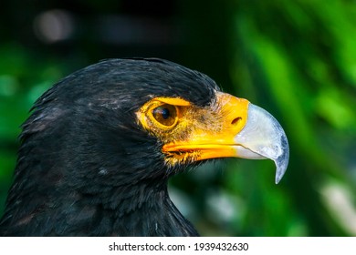 Yellow billed Great African Eagle
