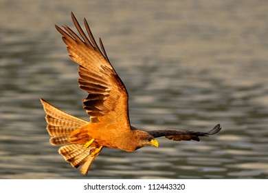 Yellow Billed Kite