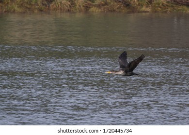 Yellow Billed Loon Flying Above The Creek In The Southern Oregon Coast