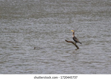 Yellow Billed Loon Perched On A Large Branch Sticking Out Of The Creek