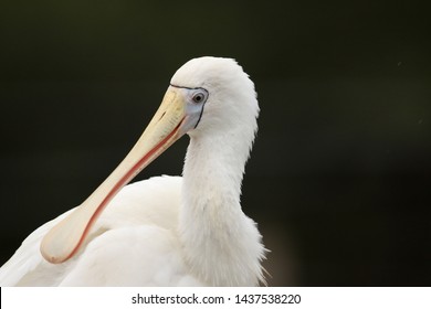 Yellow Billed Spoonbill In Australia