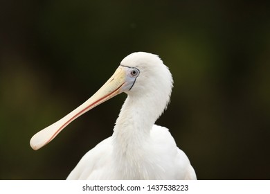 Yellow Billed Spoonbill In Australia