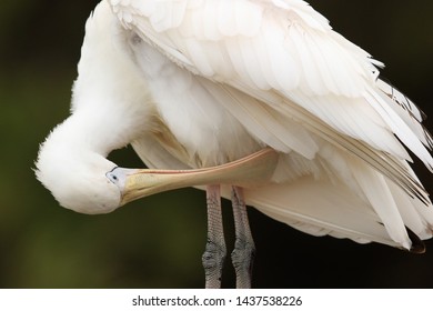 Yellow Billed Spoonbill In Australia