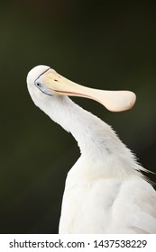 Yellow Billed Spoonbill In Australia