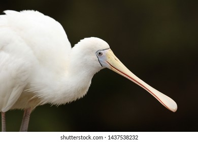 Yellow Billed Spoonbill In Australia