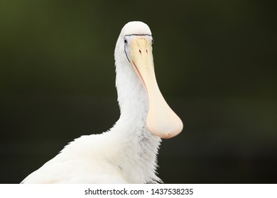 Yellow Billed Spoonbill In Australia