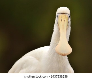 Yellow Billed Spoonbill In Australia