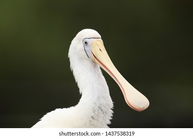 Yellow Billed Spoonbill In Australia