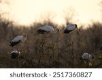 Yellow billed stork during safari in Kruger national park. Mycteria ibis are resting on the tree.. White bird with black back and long yellow beak. 