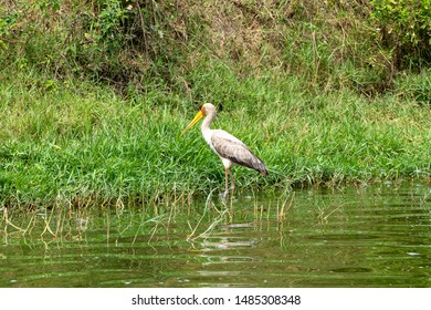 Yellow Billed Stork In Kazinga Channel