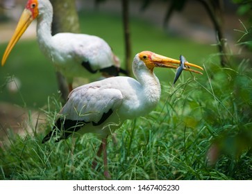 Yellow Billed Stork, Mycteria Ibis Adult Bird Eating A Fish