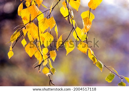 Yellow birch branch on a blurred background in sunny weather