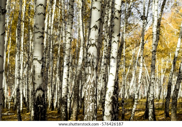 Yellow Birch Forest Late Autumn Stock Photo (Edit Now) 576426187