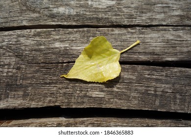 A yellow birch leaf on dark wood.