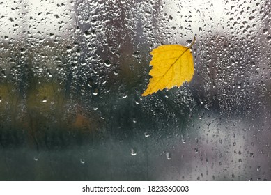 Yellow Birch Leaf On Rain Soaked Window Glass