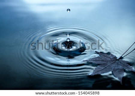 Yellow birch leaves on water surface