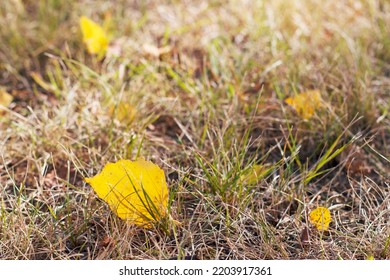 Yellow Birch Tree Autumn Leaves On Dry Grass In Sunny Day
