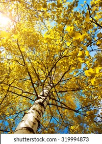 Yellow Birch Tree Foliage In Autumnal Morning