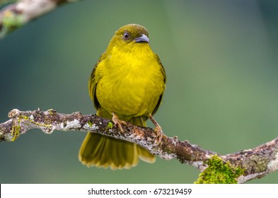 Yellow Bird